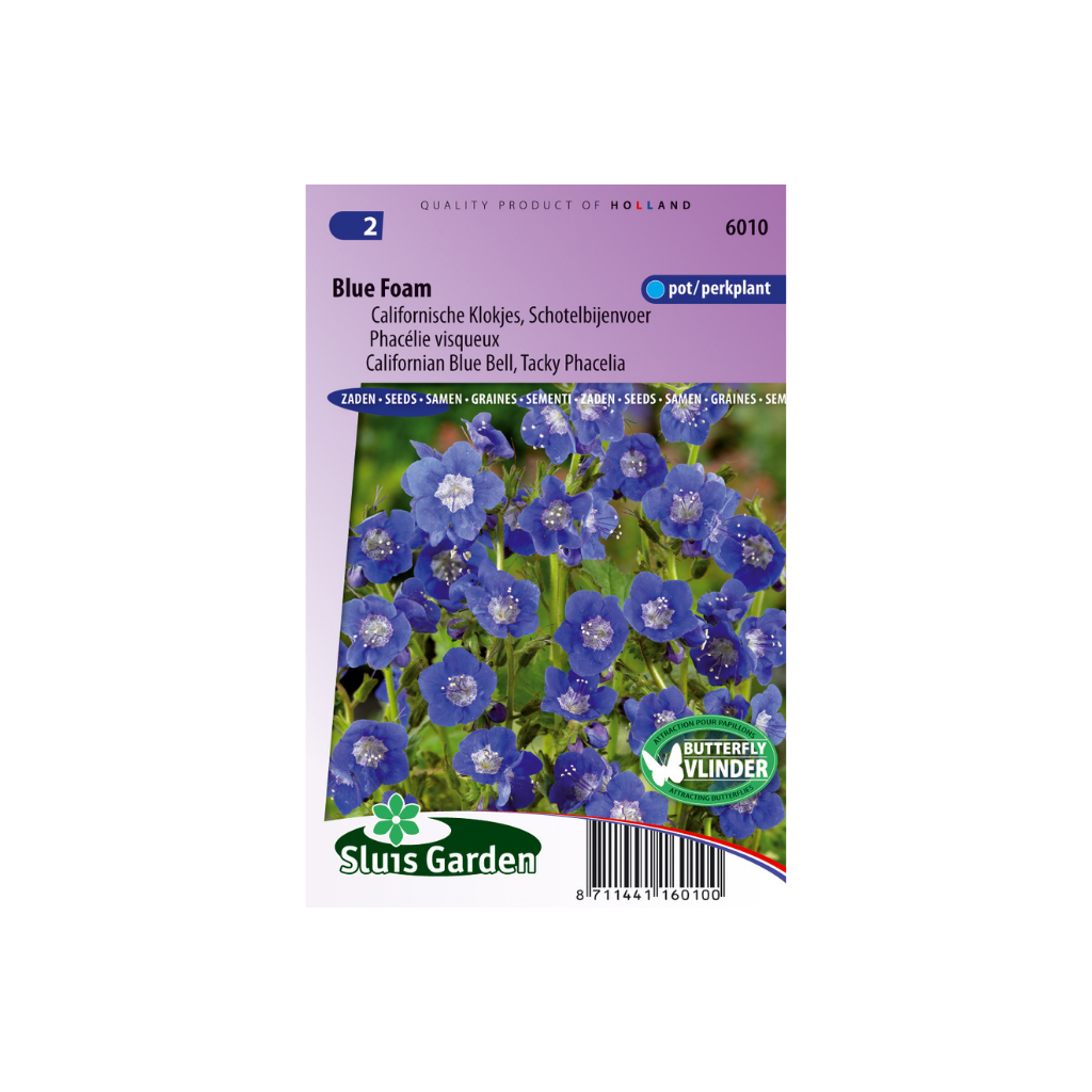 Phacelia Viscida comp. Blue Foam