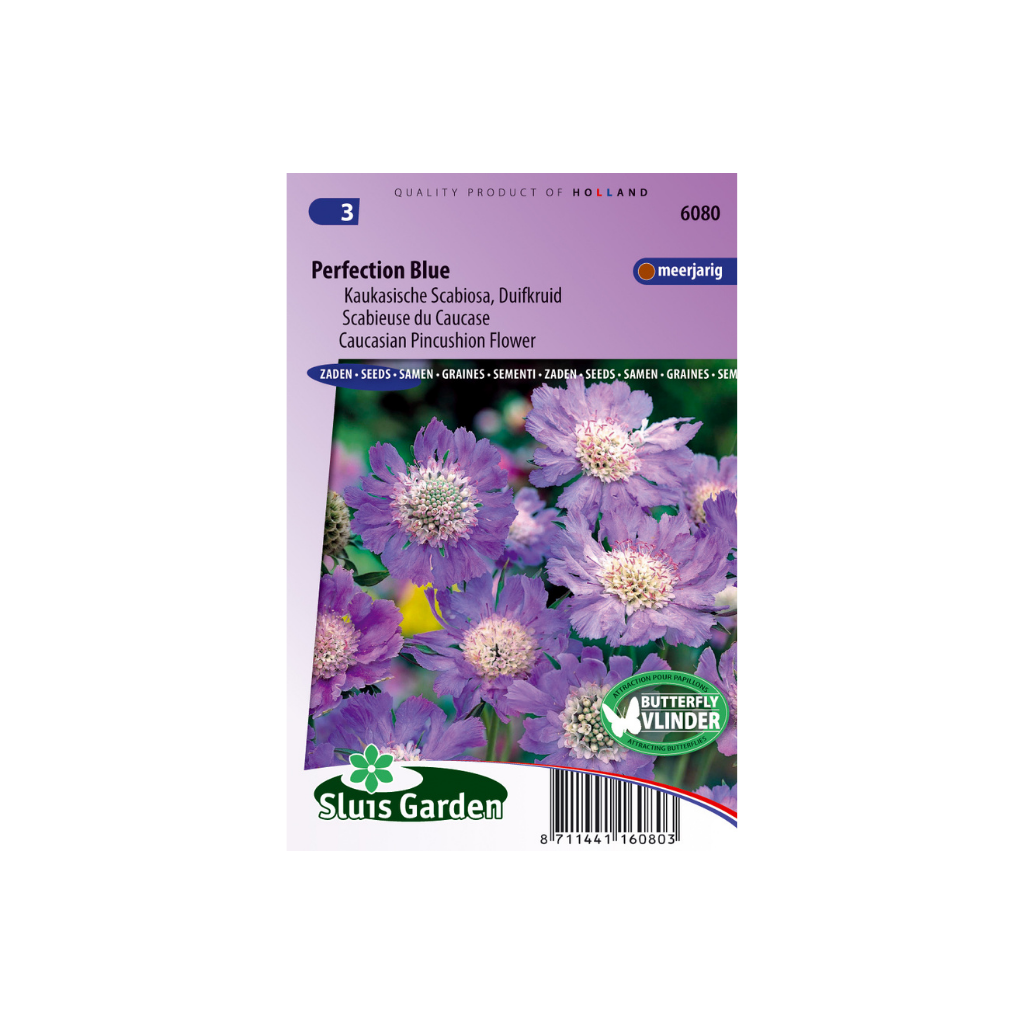 Scabiosa caucasica Perfection Blue