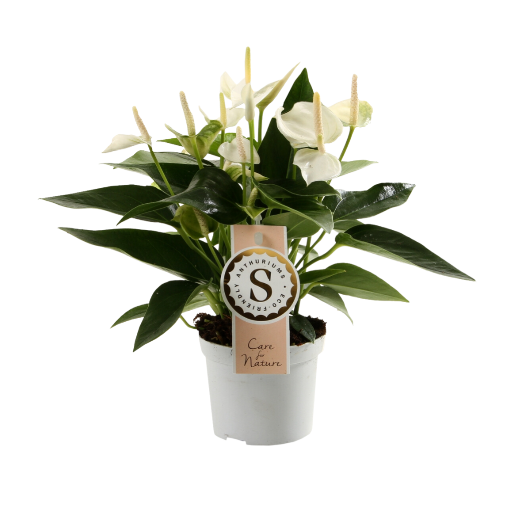 Flamingoplant (Anthurium White Champion) H 30 ø 9 cm