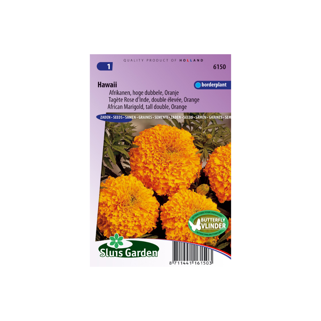 Tagetes erecta tall dbl Hawaii orange