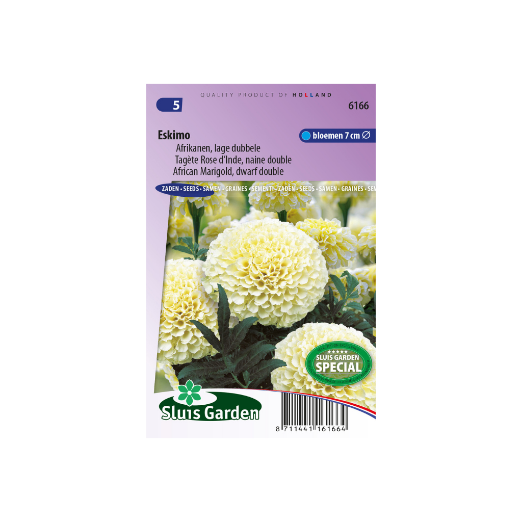 Tagetes erecta nana Eskimo