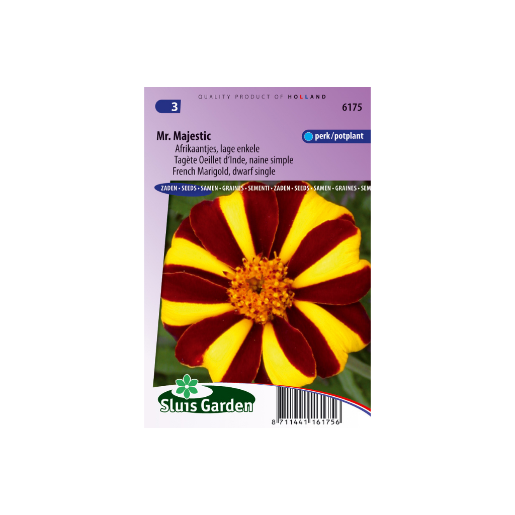 Tagetes patula Mr. Majestic