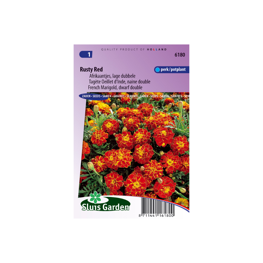 Tagetes patula Rusty Red