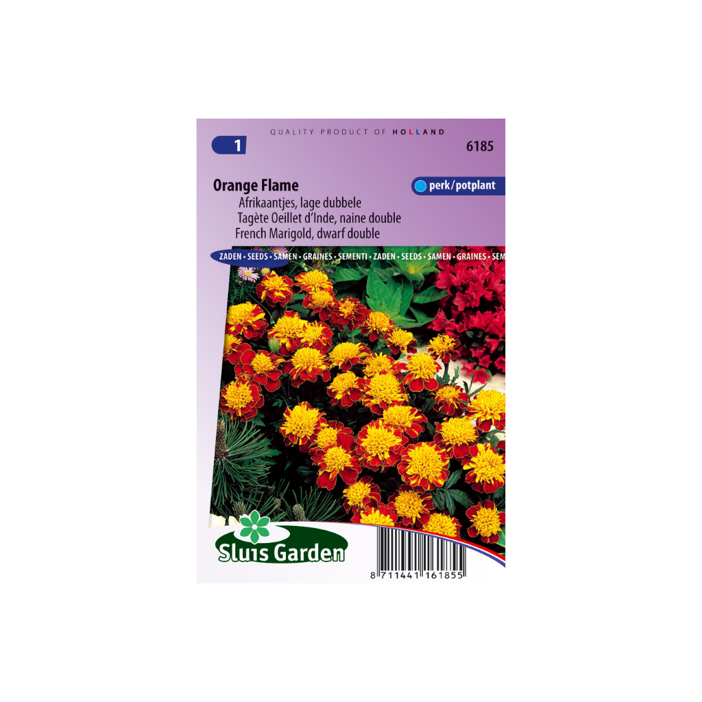 Tagetes patula nana Orange Flame