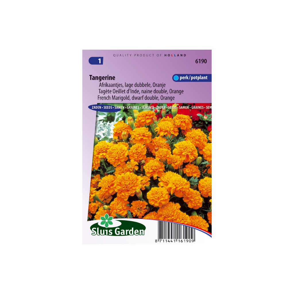 Tagetes patula nana Tangerine