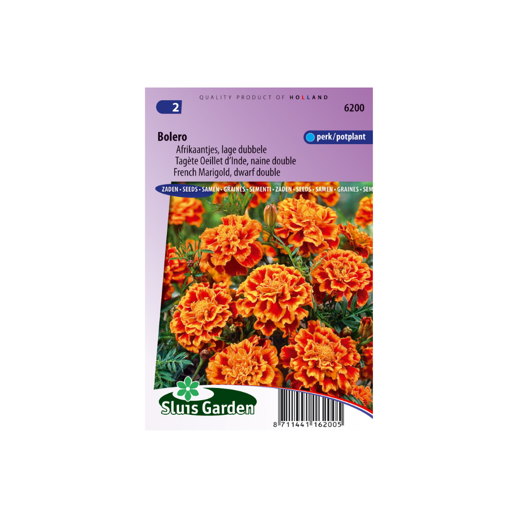 Tagetes patula nana Bolero