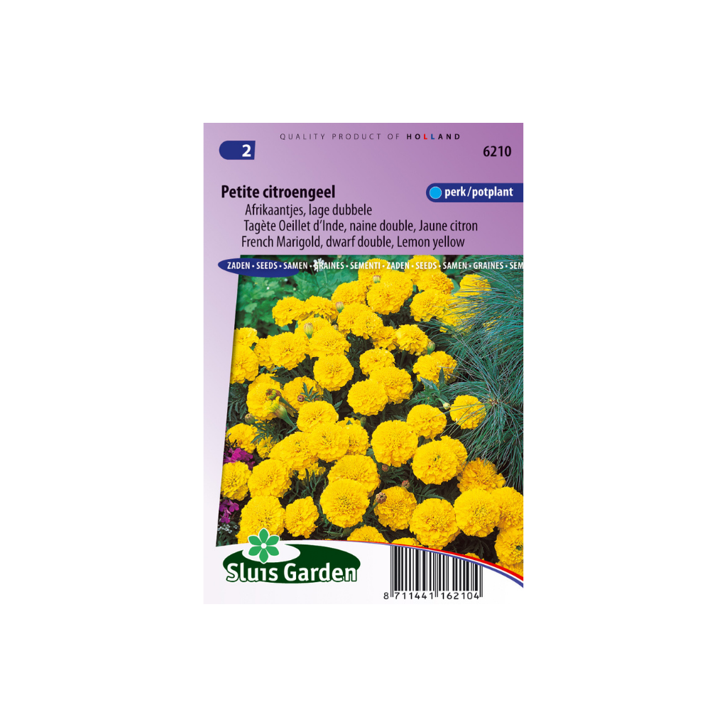 Tagetes patula nana Petite Yellow