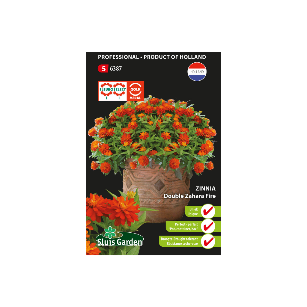 Zinnia marylandica Double Zahara Fire