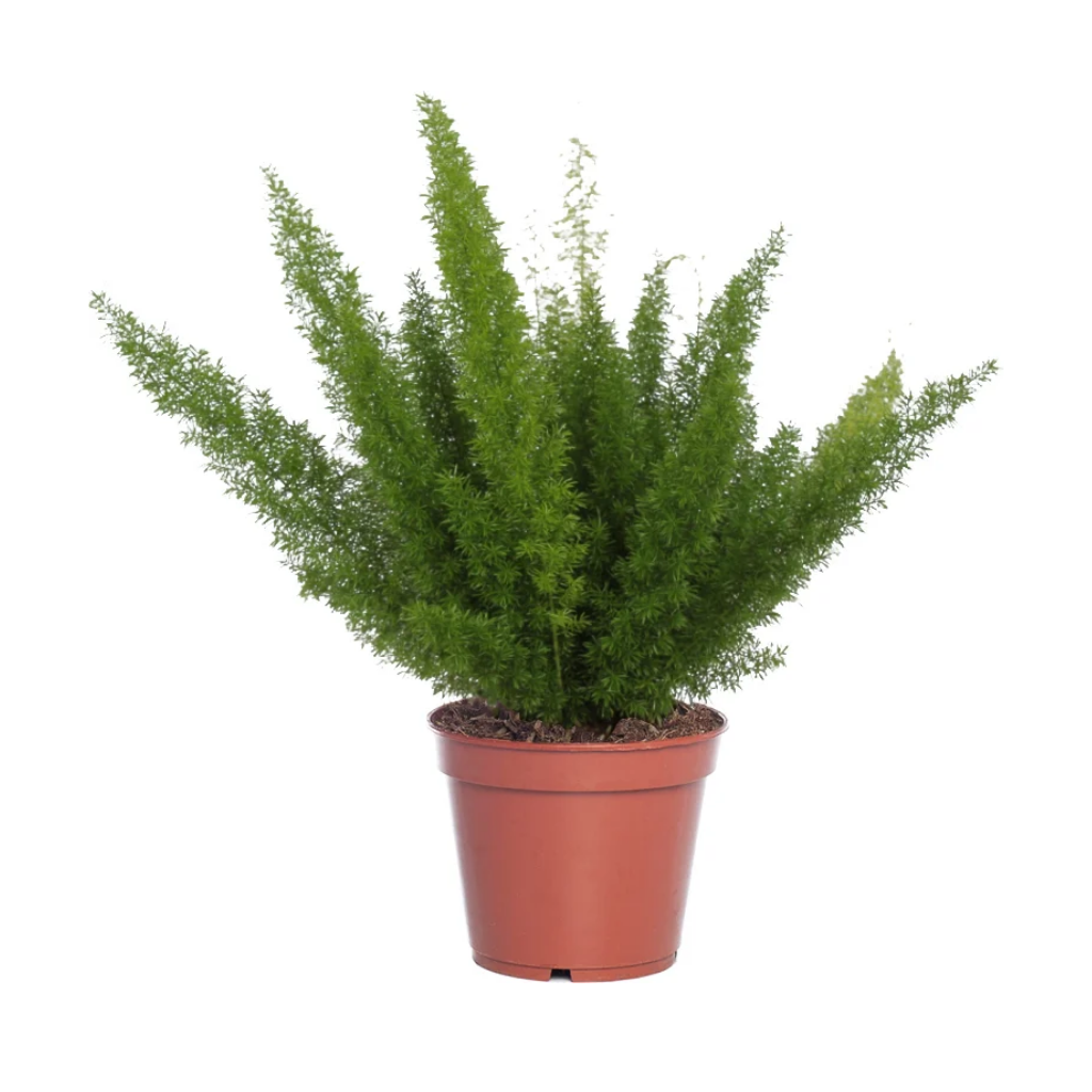 Sierasperge (Asparagus Meyers) H 45 ø 17 cm