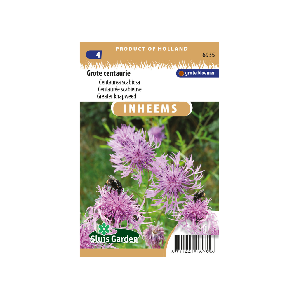 Centaurea scabiosa Grote Centaurie