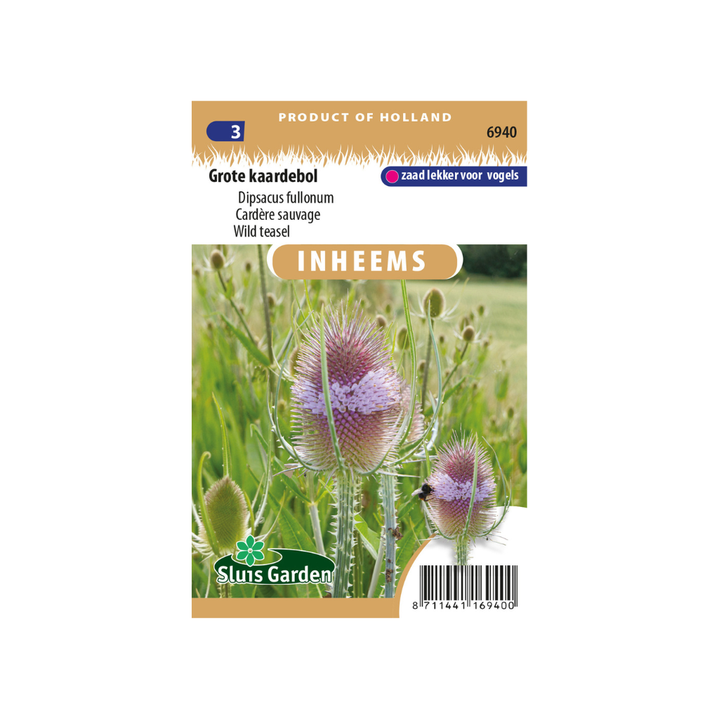Dipsacus fullonum Grote kaardebol