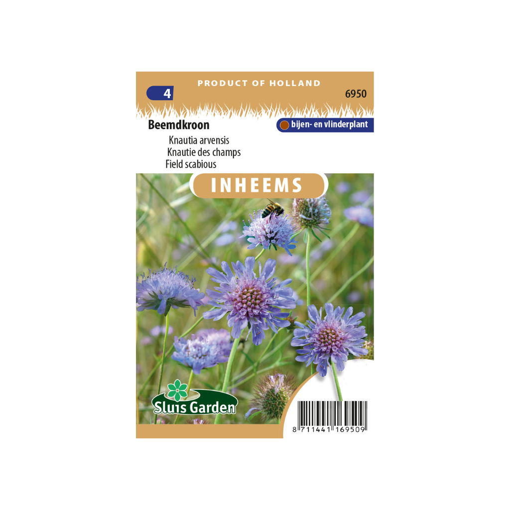 Knautia arvensis Beemdkroon