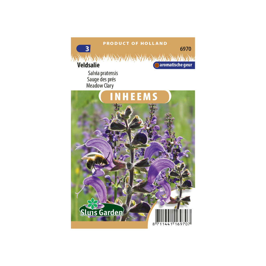 Salvia pratensis Veldsalie