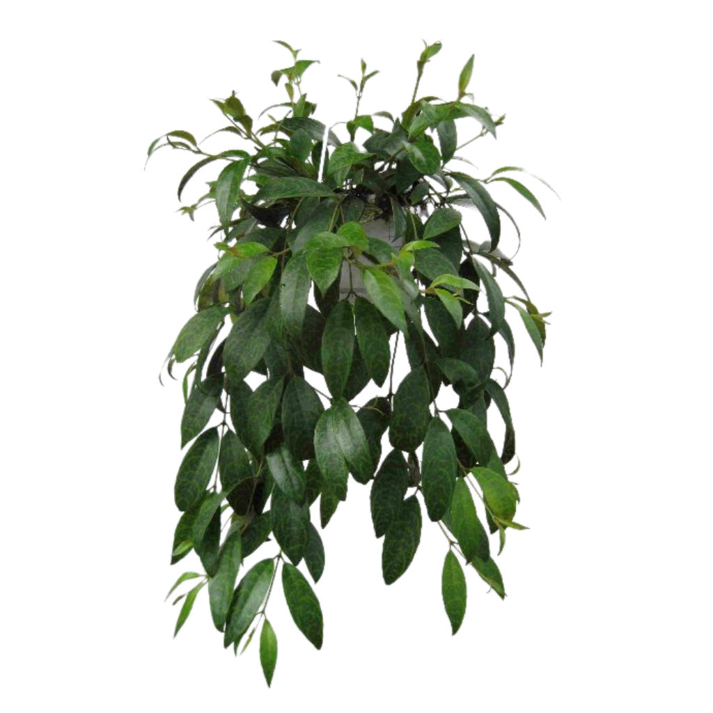 Lipstickplant (Aeschynanthus Marmoratus) 20 cm