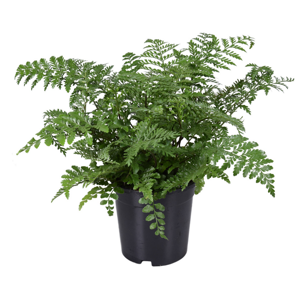 Nestvaren (Asplenium Parvatti) H 40 ø 17 cm