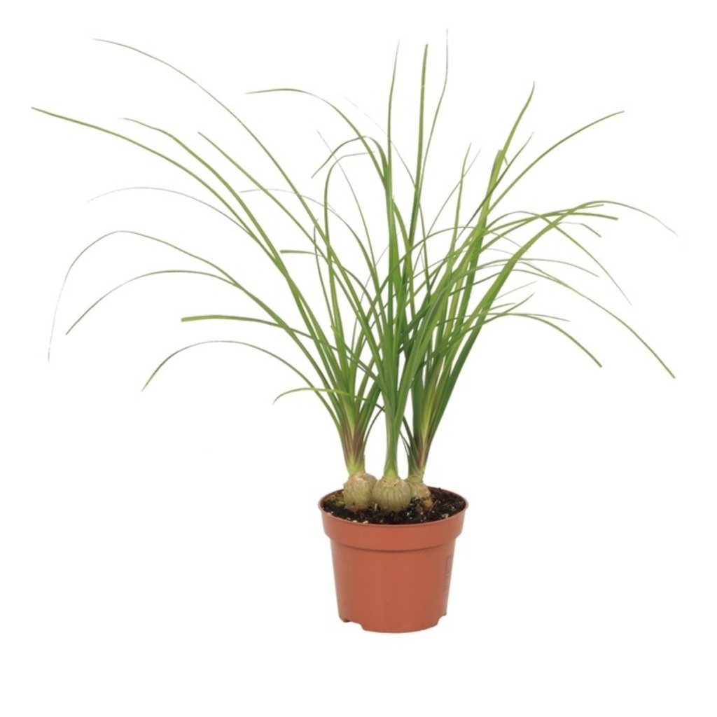 Olifantspoot (Beaucarnea Recurvata) H 35 ø 12 cm