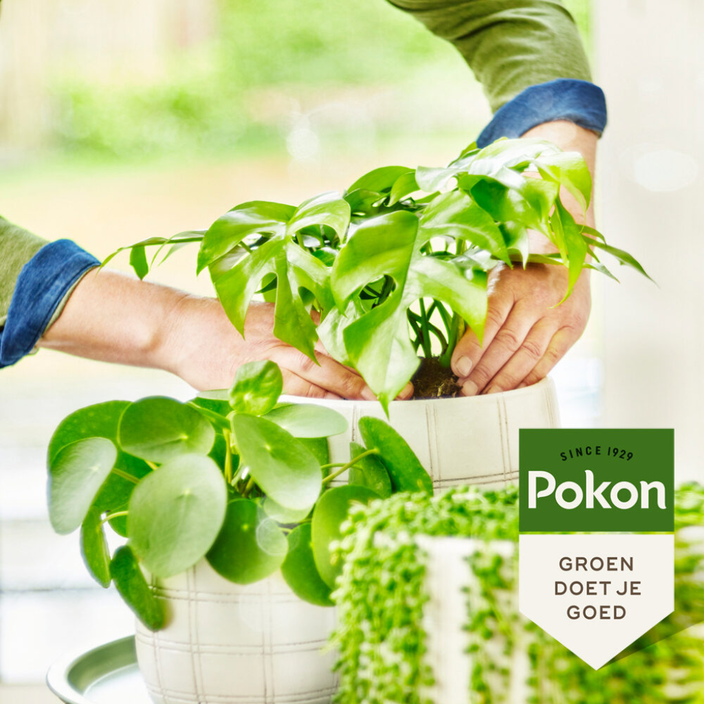 Pokon Bio Groene planten Voeding 250ml