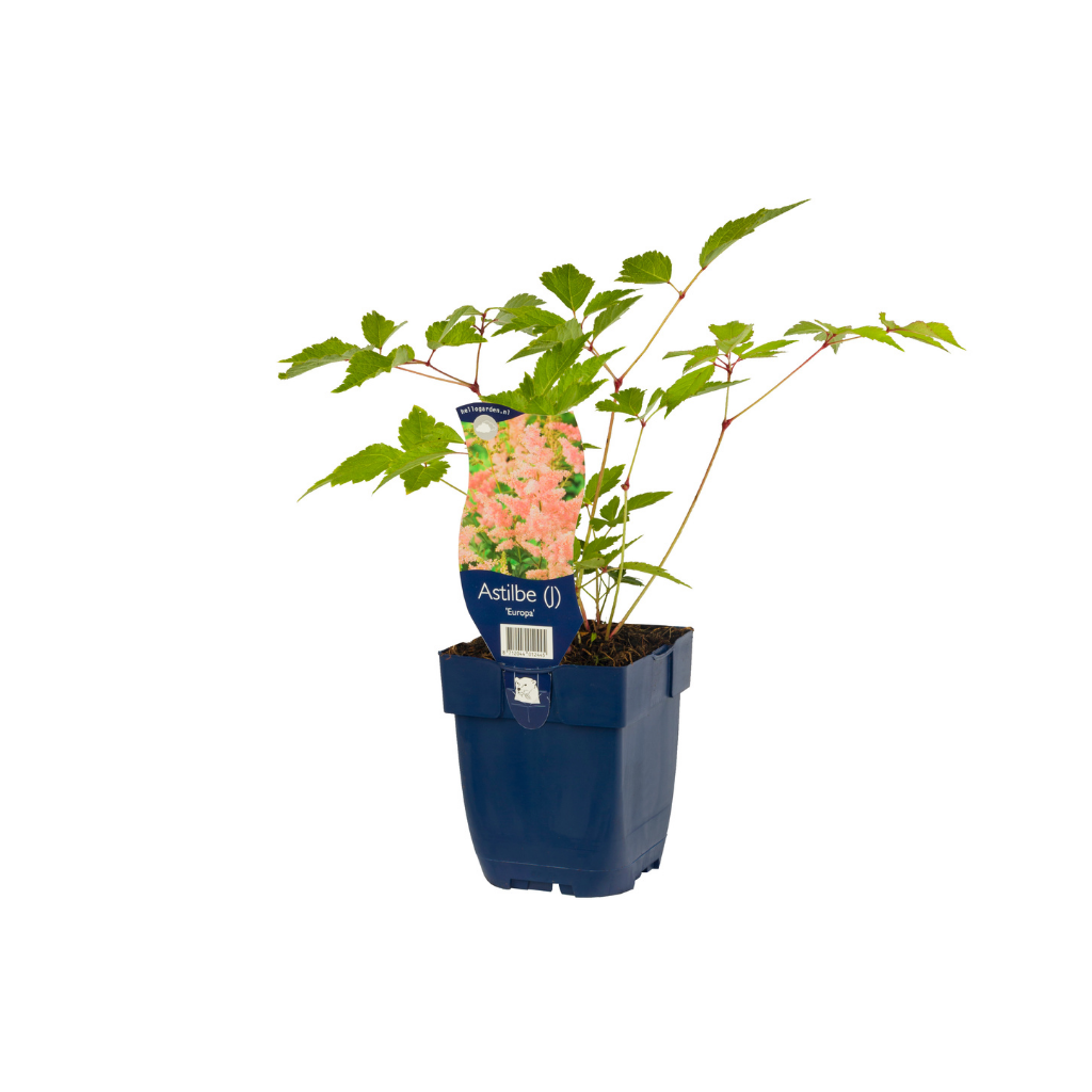 Spirea (Astilbe (J) 'Europa') ø 11 cm
