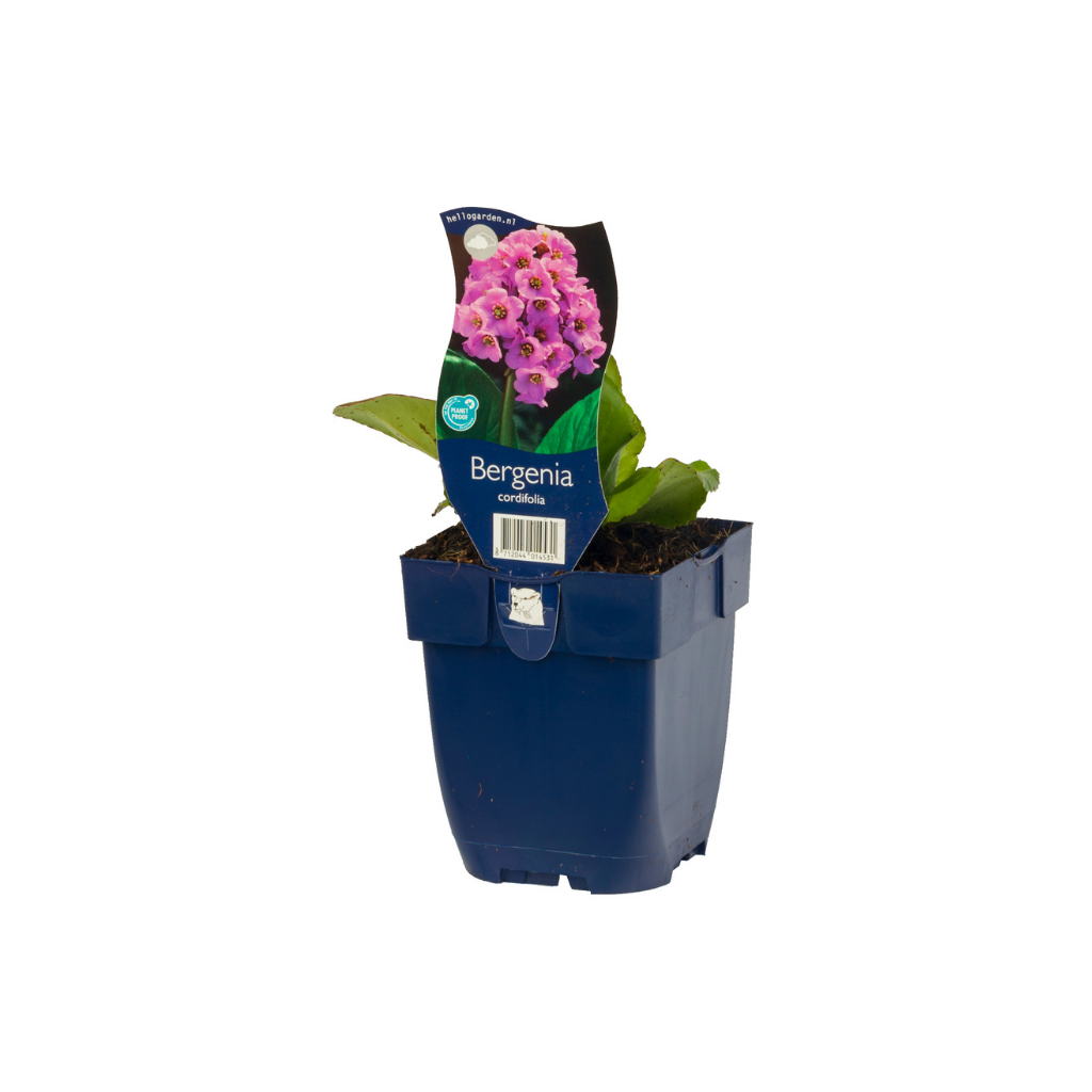 Schoenlappersplant (Bergenia cordifolia) ø 11 cm