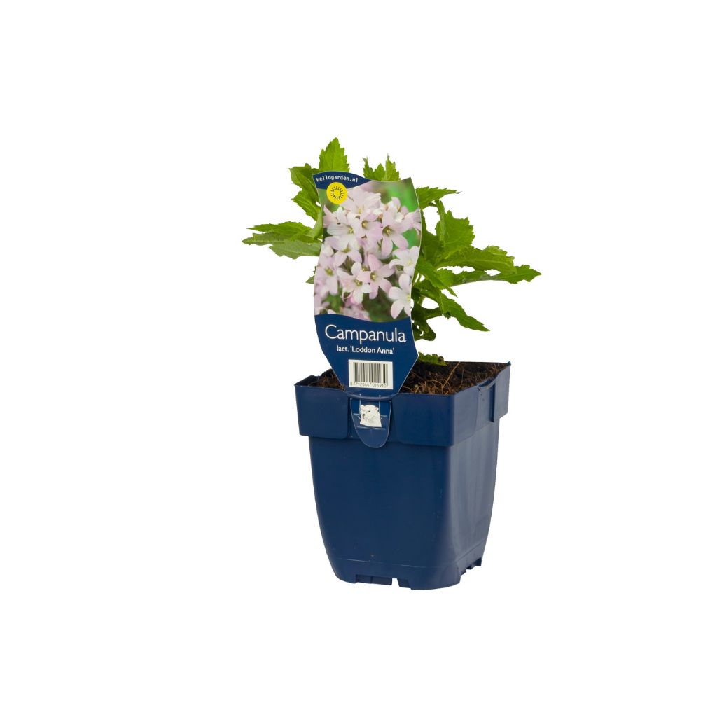 Klokjesbloem (Campanula lact. 'Loddon Anna') ø 11 cm