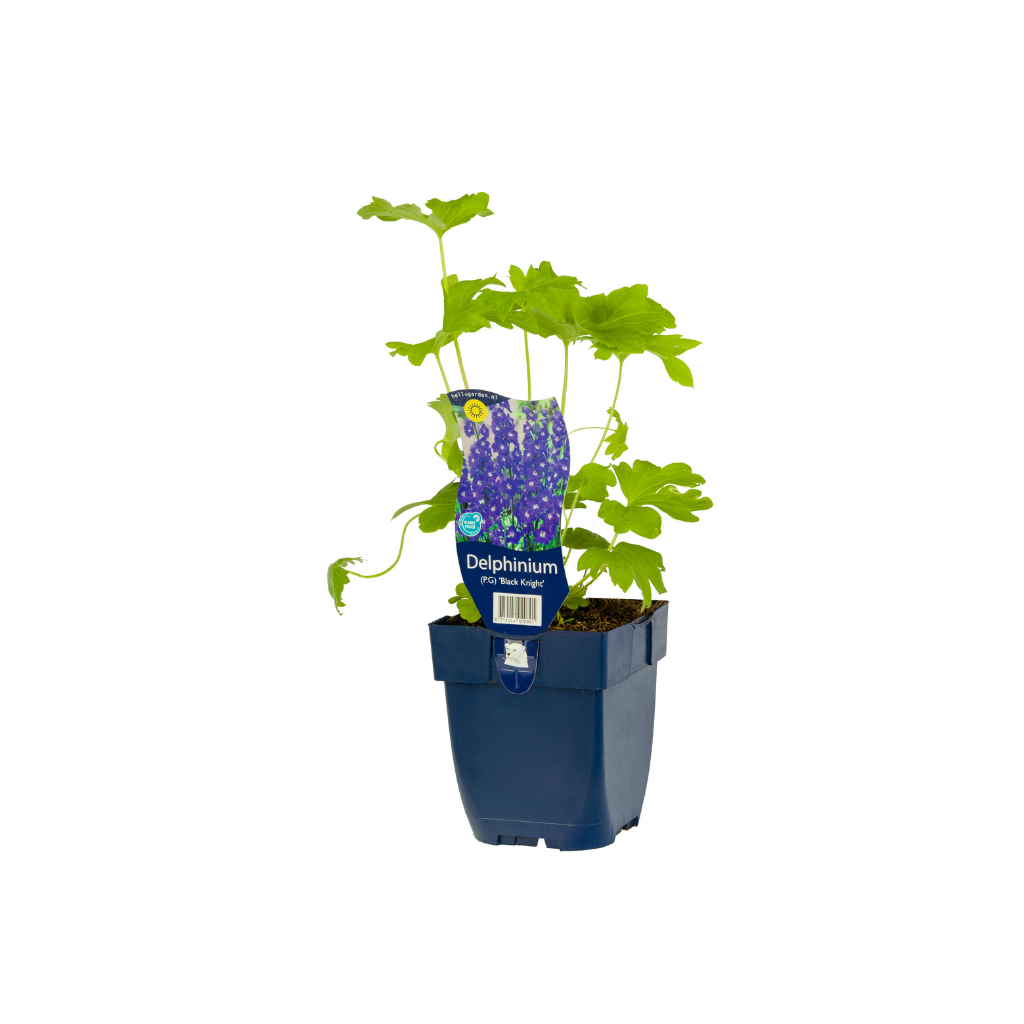Ridderspoor (Delphinium (P) 'Black Knight') ø 11 cm