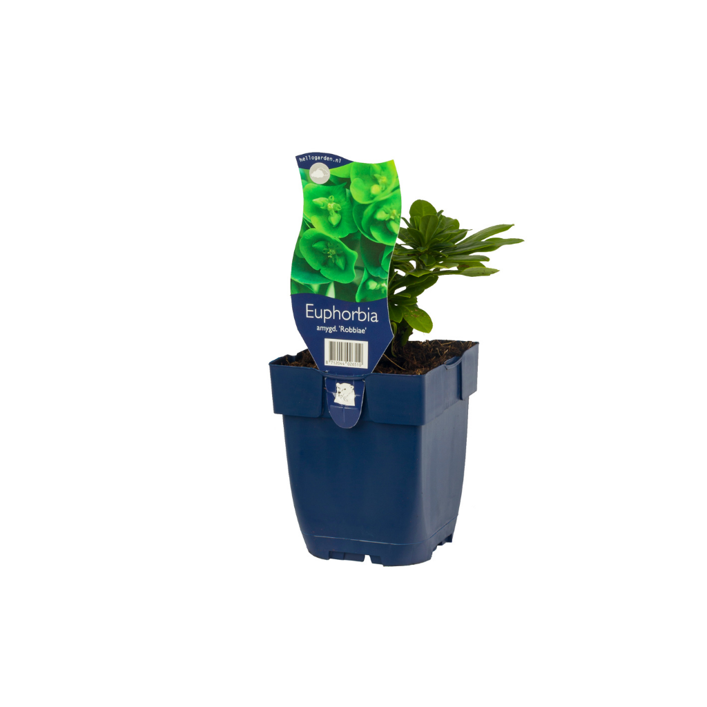 Amandelwolfsmelk (Euphorbia amygd. 'Robbiae') ø 11 cm