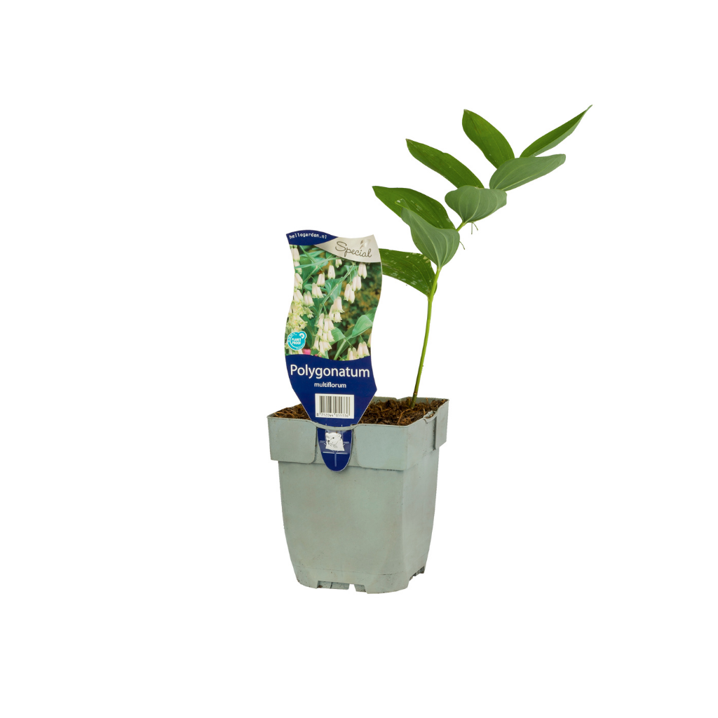 Gewone Salomonszegel (Polygonatum multiflorum)