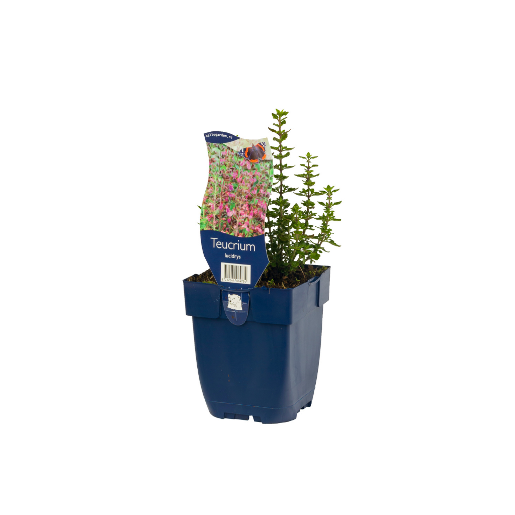Gamander (Teucrium lucidrys) ø 11 cm