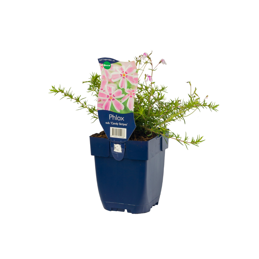 Vlambloem (Phlox (S) 'Candy Stripes') ø 11 cm