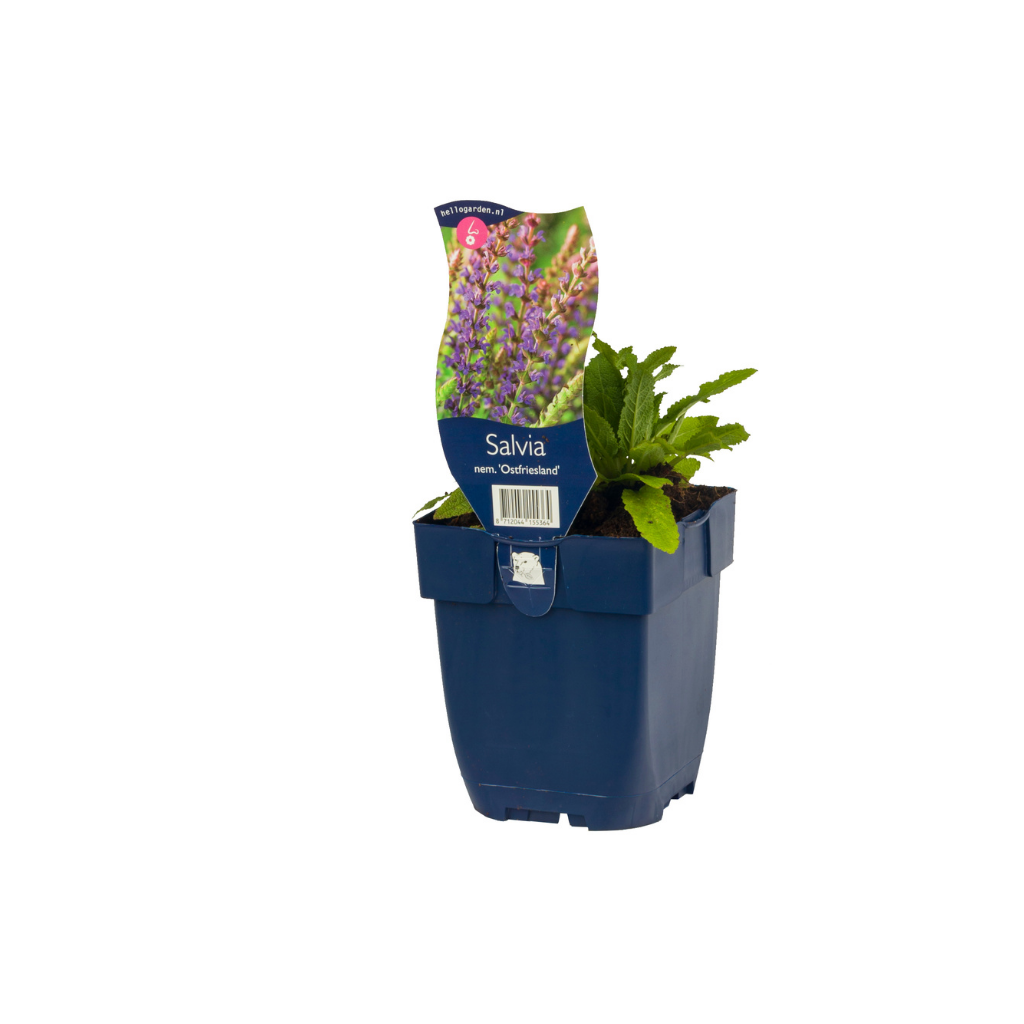 Salie (Salvia nem. 'Ostfriesland') ø 11 cm