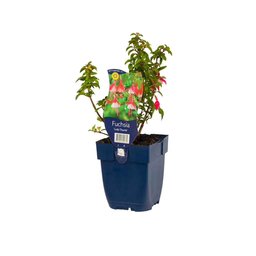 Fuchsia (Fuchsia 'Lady Thumb')