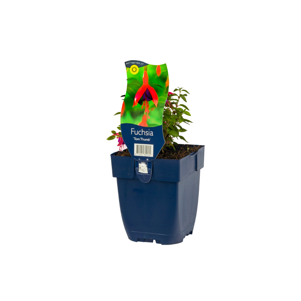 Fuchsia (Fuchsia 'Tom Thumb')
