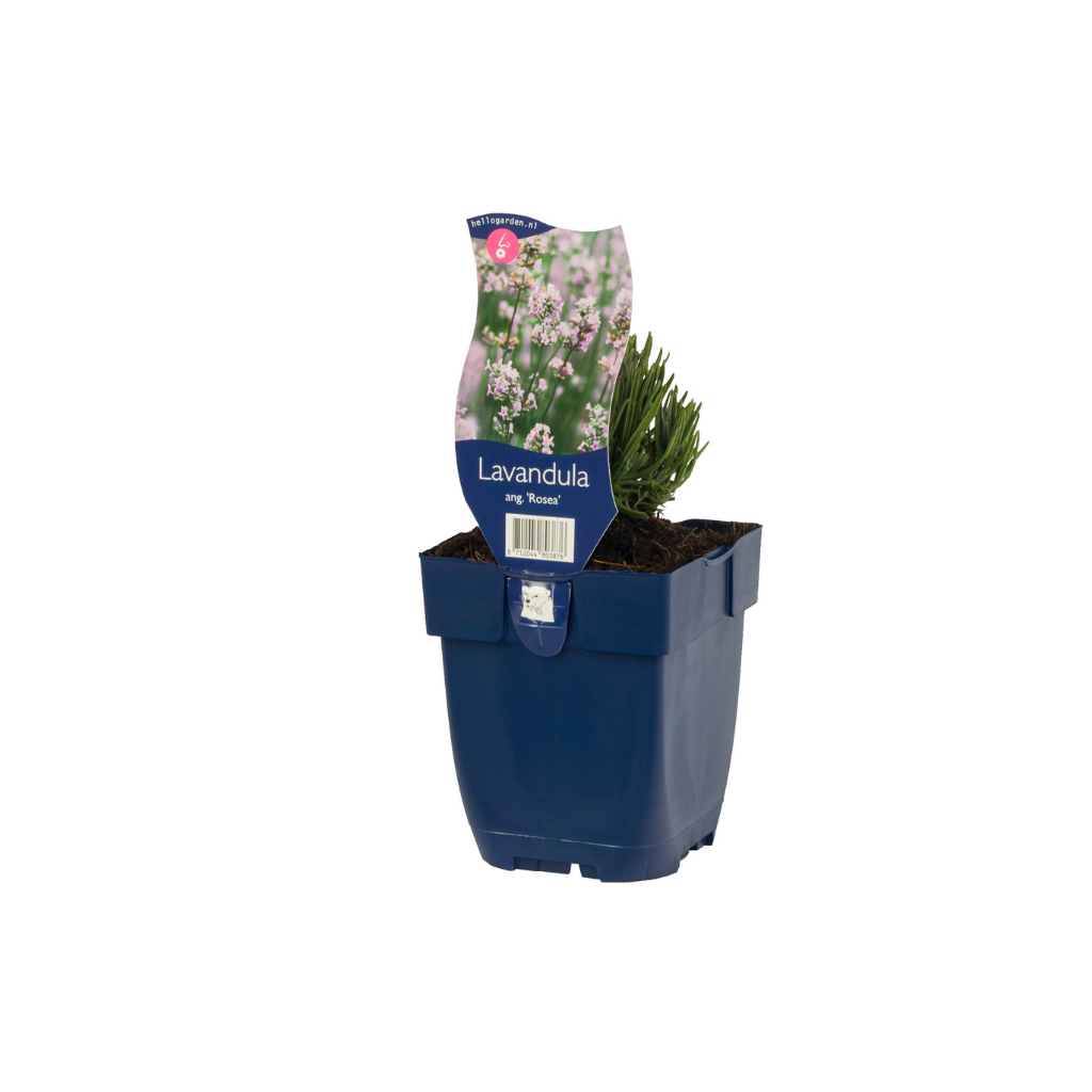 Lavendel (Lavandula ang. 'Rosea') ø 11 cm