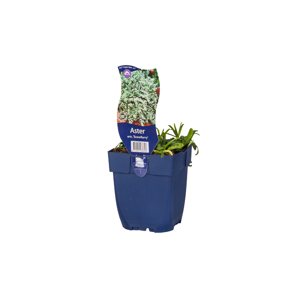 Sluieraster (Aster eric. 'Snowflurry') ø 11 cm