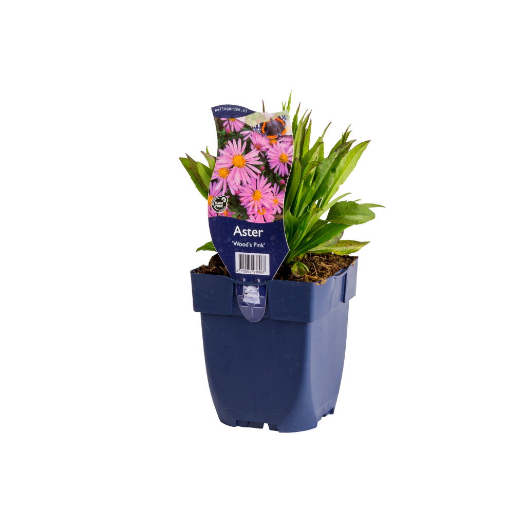 Aster (Aster 'Wood's Pink')