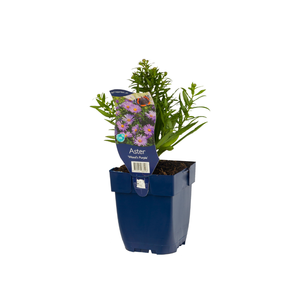 Aster (Aster 'Wood's Purple')