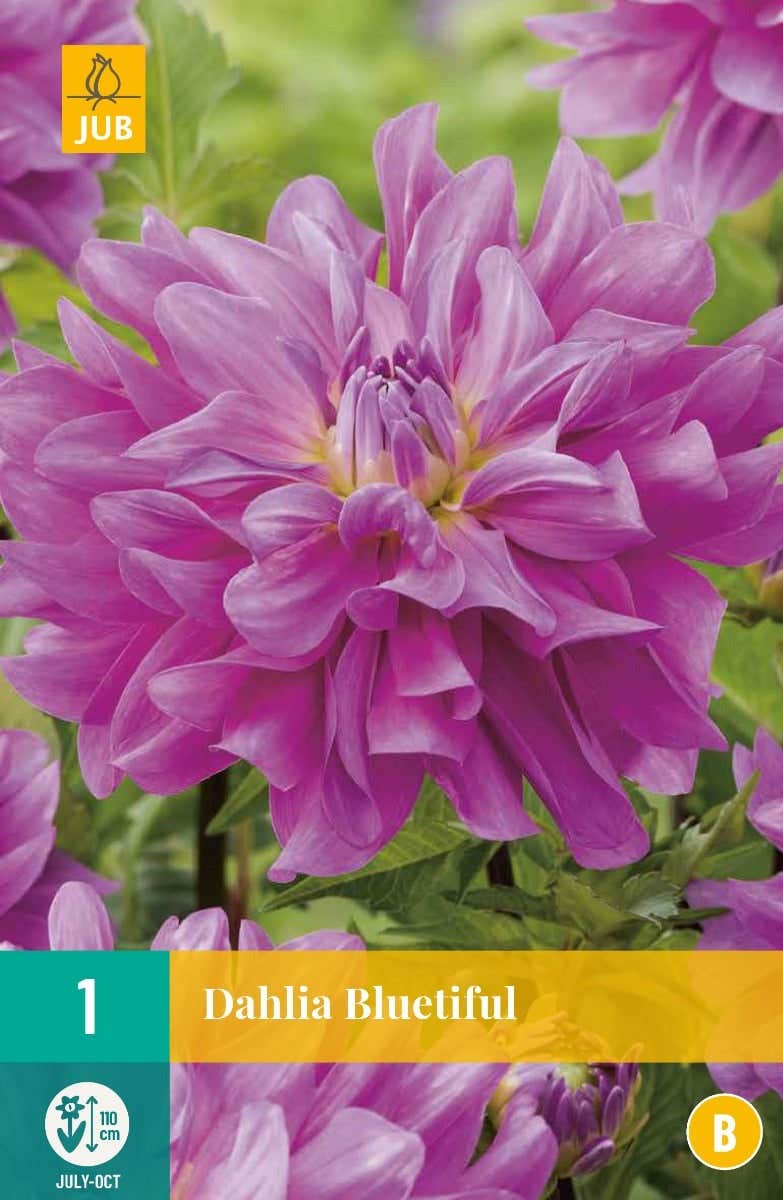 Dahlia Bluetiful