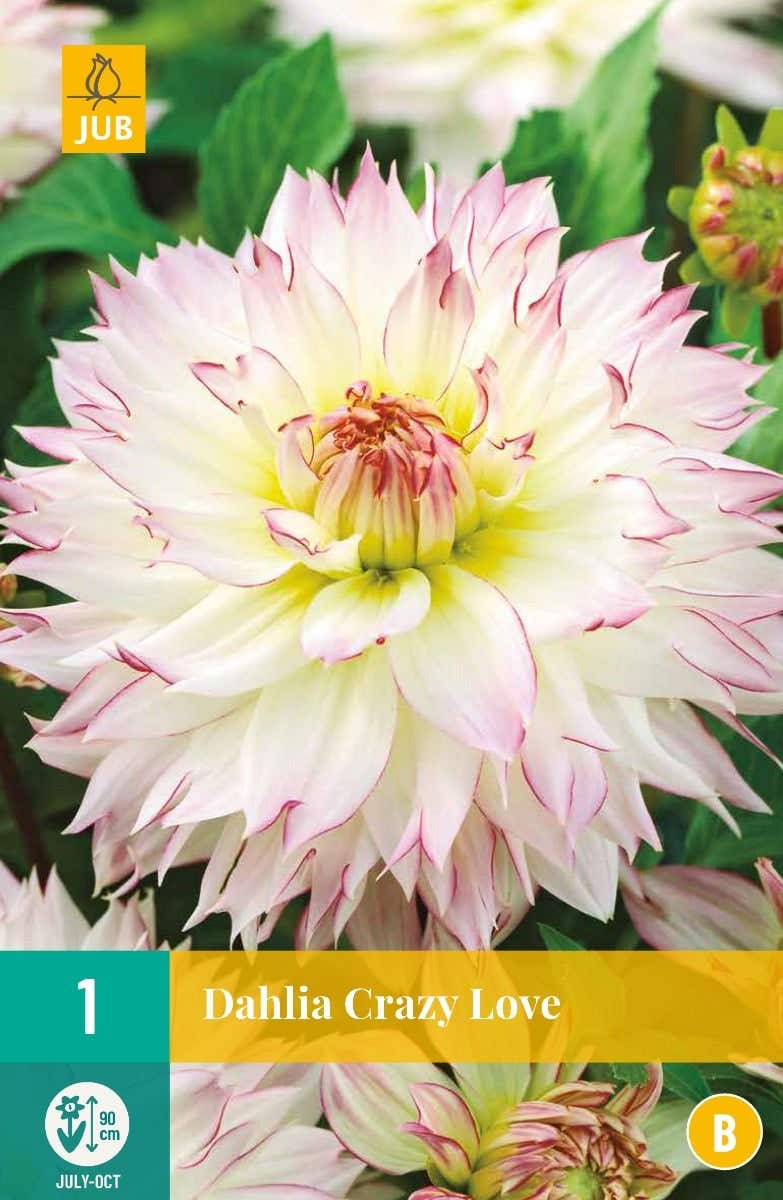 Dahlia Crazy Love