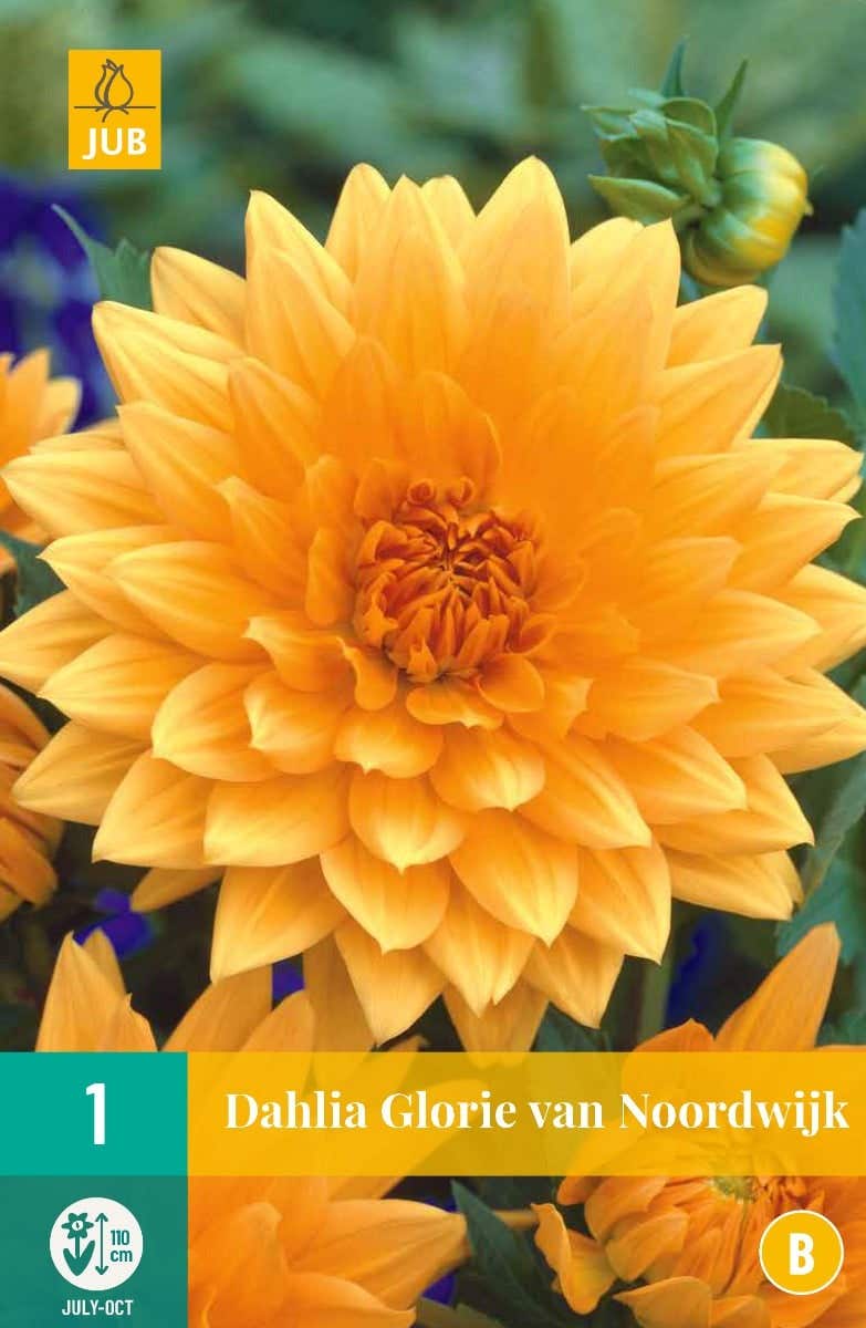 Dahlia Glorie Van Noordwijk