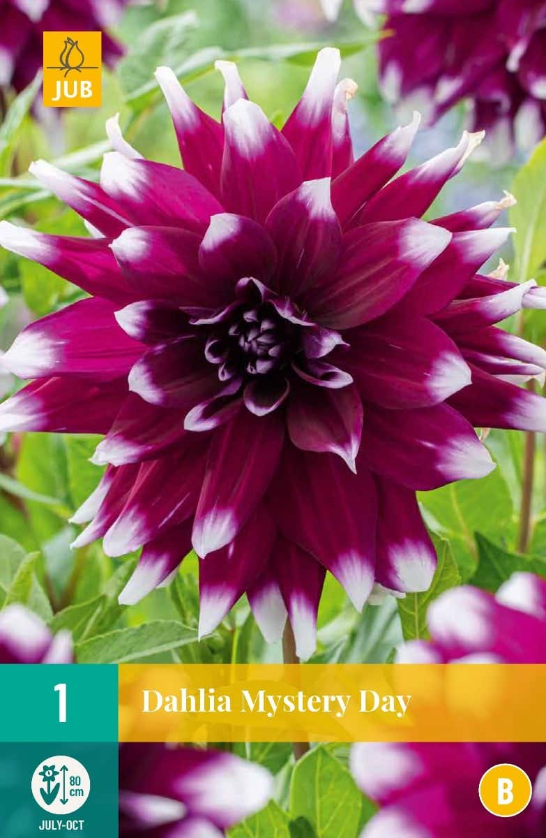 Dahlia Mystery Day