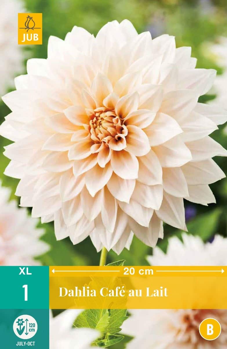 Dahlia Cafe Au Lait