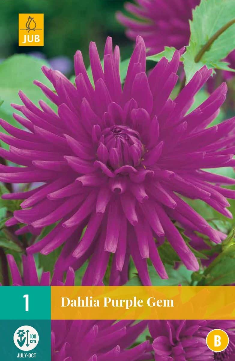 Dahlia Purple Gem