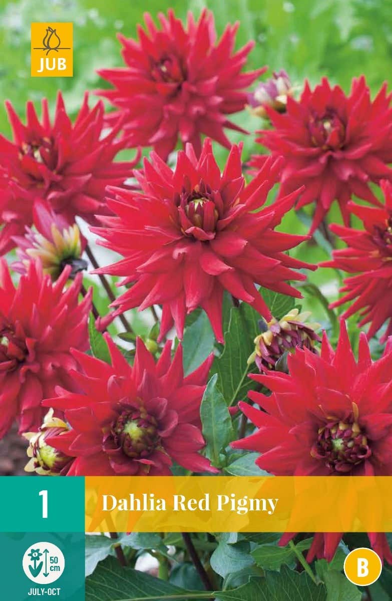 Dahlia Red Pigmy