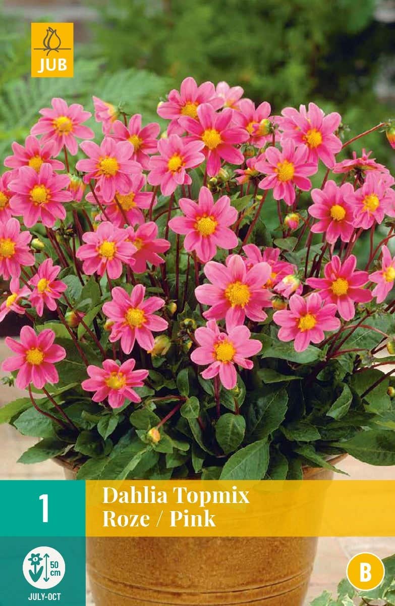 Dahlia Topmix Roze