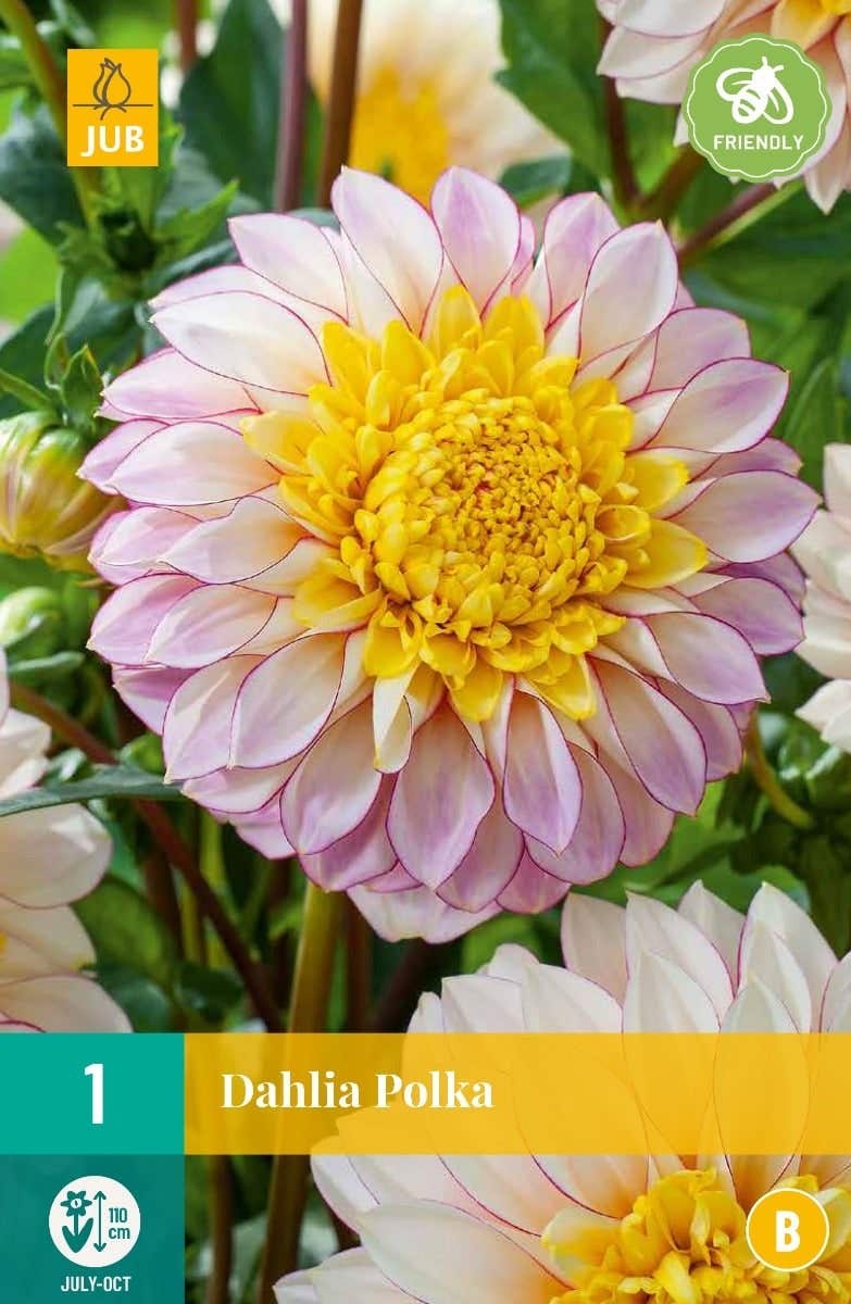 Dahlia Polka