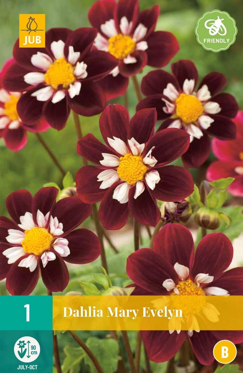 Dahlia Mary Evelyn