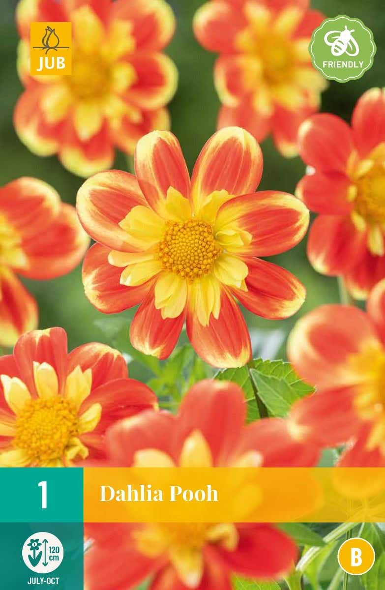 Dahlia Pooh