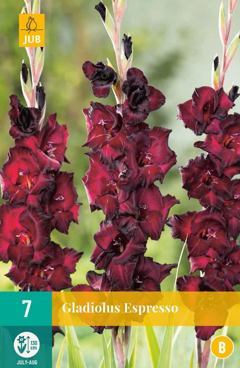 Gladiolus Espresso