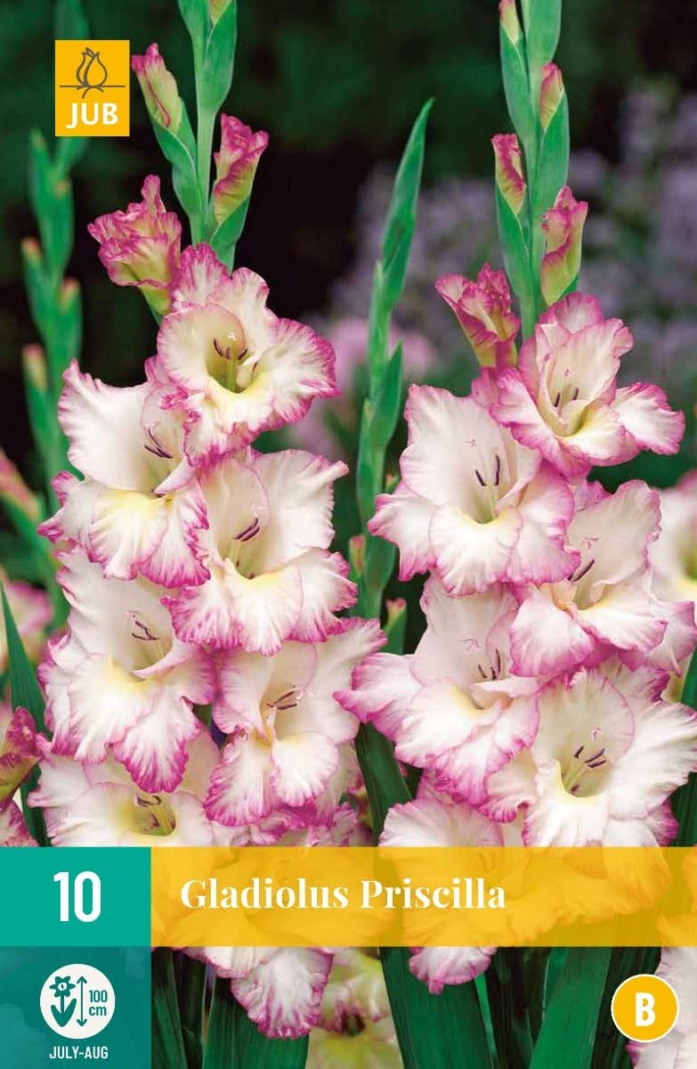 Gladiolus Priscilla