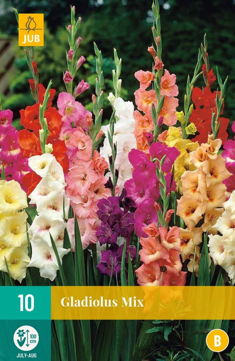 Gladiolus Mix